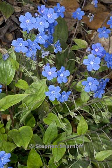 omphalodes cappadocica 3 graphic